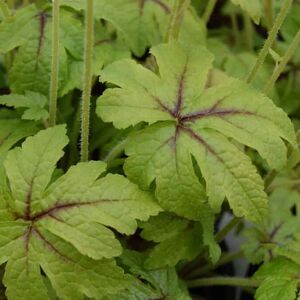 Tiarella 'Jeepers Creepers' ® ---